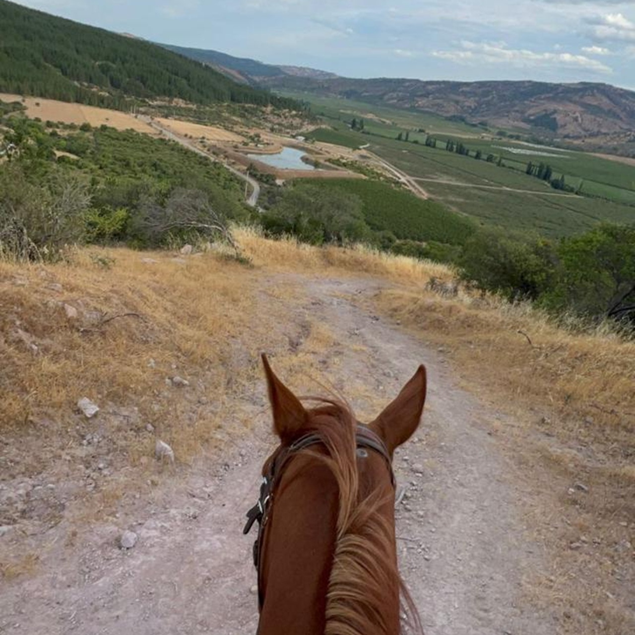 Primer plano de un caballo de Fundación Equicentro mirando hacia el horizonte en los paisajes rurales de Pencahue, Región del Maule.
