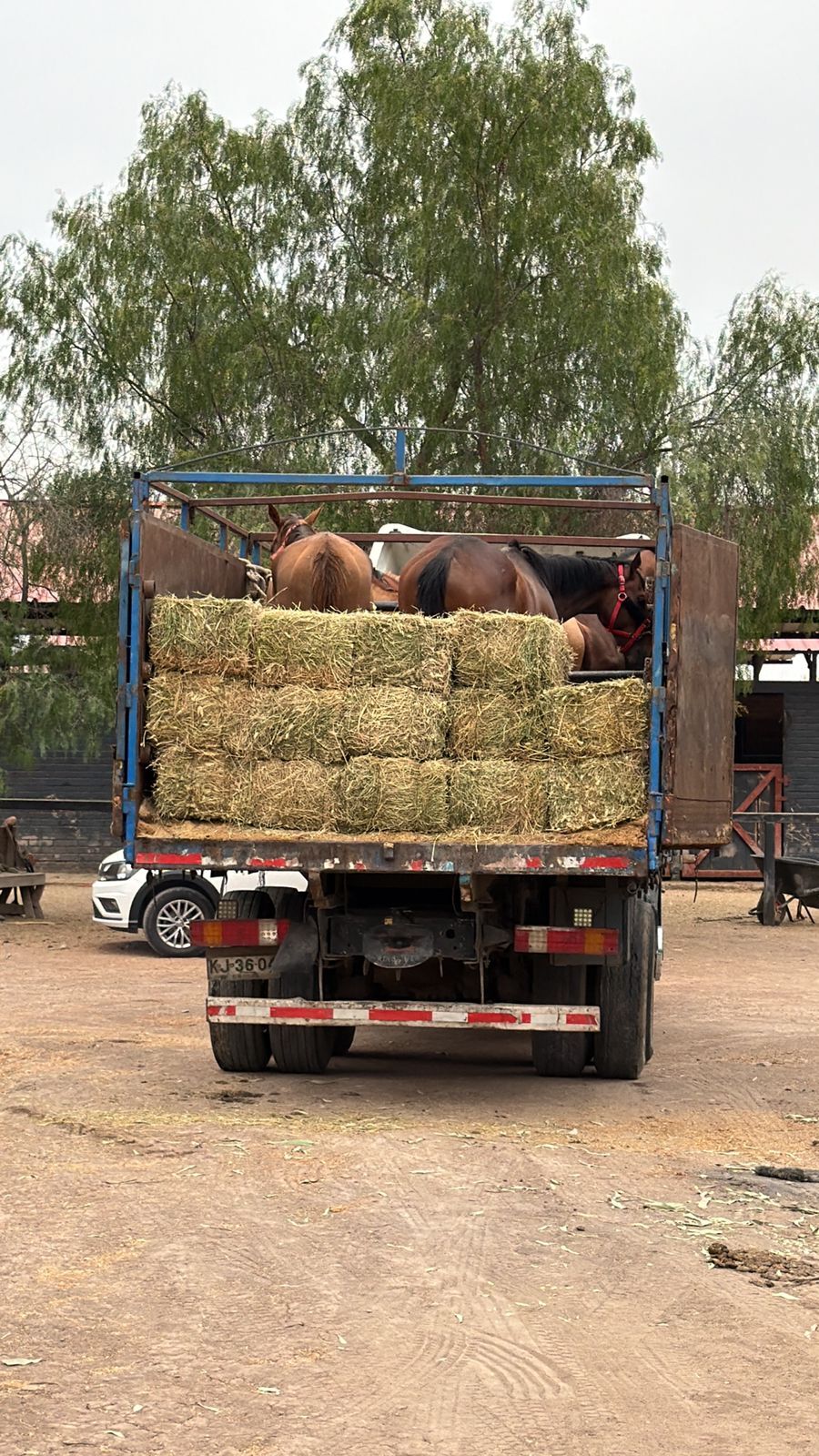 Camión de transporte de equinos con fardos de alfalfa, representando la logística de traslado masivo en zonas rurales