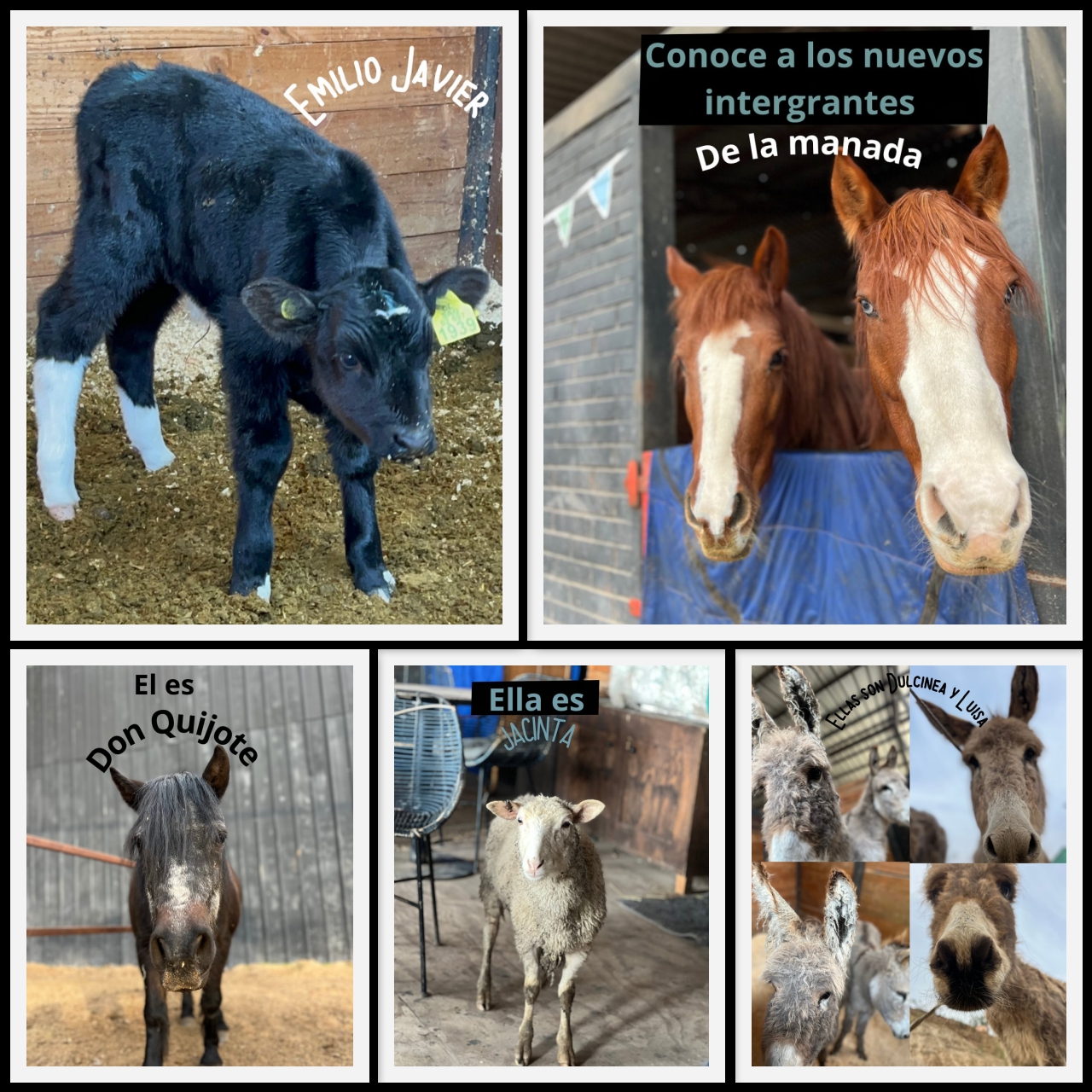 Collage fotográfico de los nuevos caballos, perros y animales rescatados o adoptados por la Fundación Equicentro en Colina durante julio de 2025.