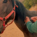 Médico veterinario aplicando una vacuna en el cuello de un caballo en los corrales de Fundación Equicentro en Pencahue.