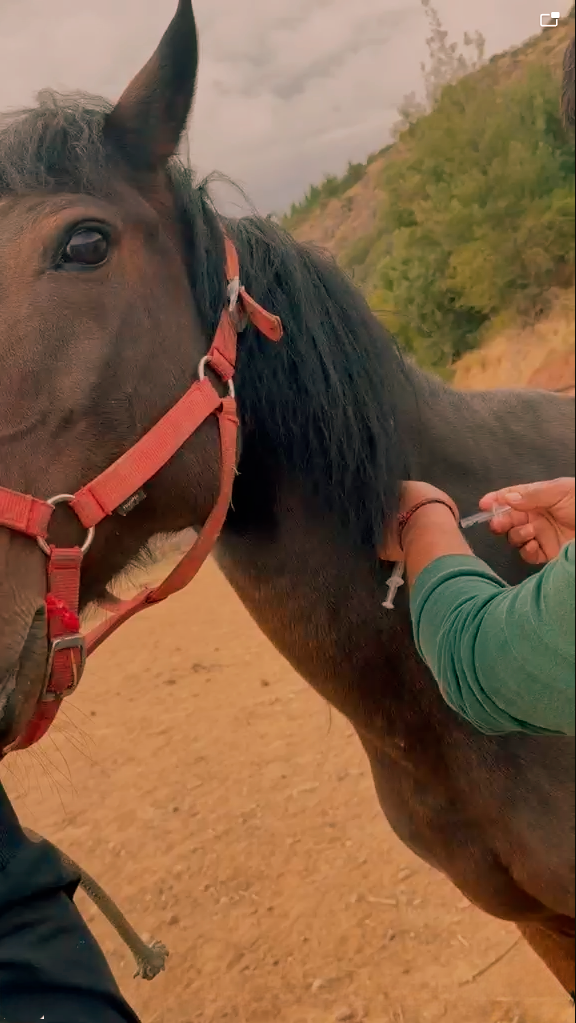 Médico veterinario aplicando una vacuna en el cuello de un caballo en los corrales de Fundación Equicentro en Pencahue.