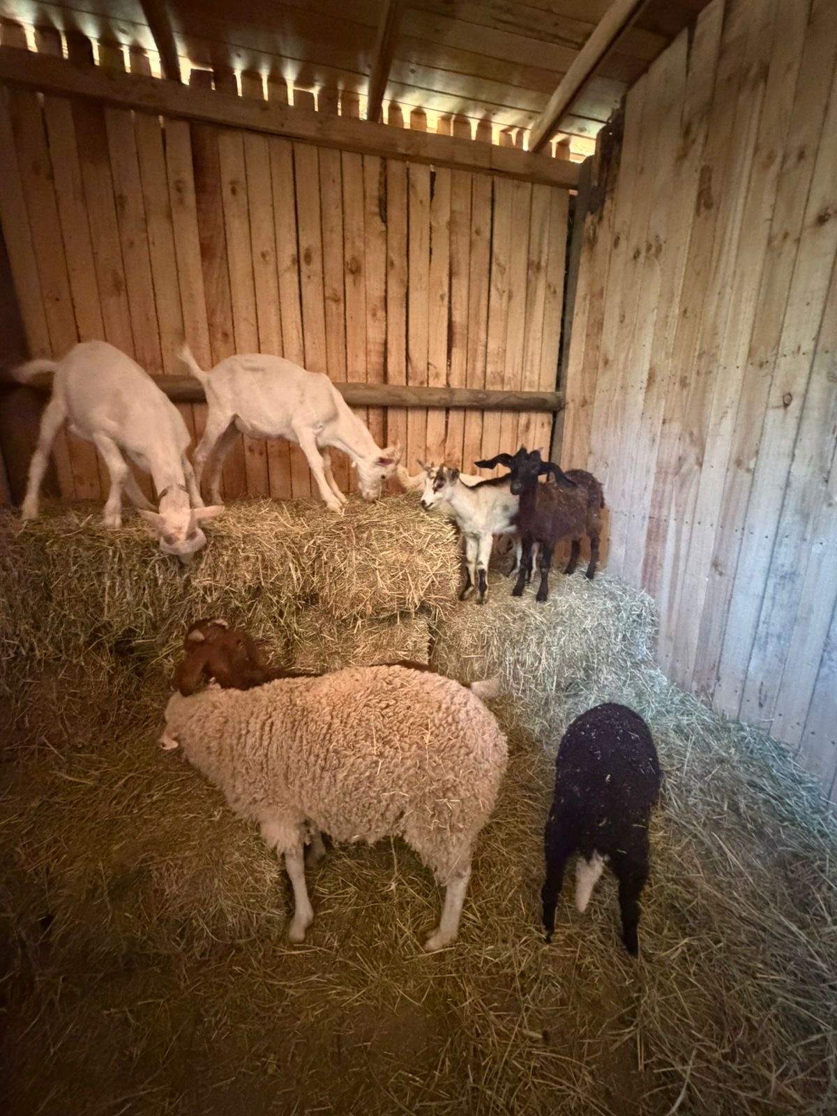 Un chivo adulto mirando fijamente a la cámara en un entorno rural, destacando sus pupilas horizontales y su lenguaje corporal alerta.
