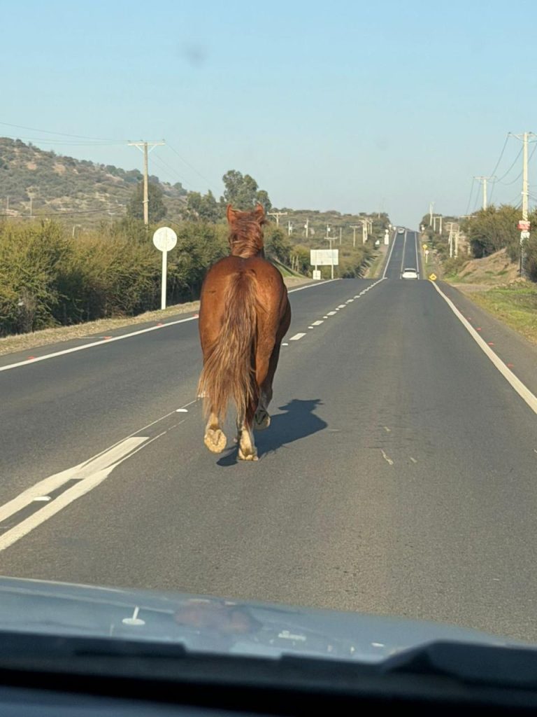 Un caballo marrón suelto caminando asustado por el centro de la calzada asfáltica en la Ruta K-60, con vehículos pasando a alta velocidad y el paisaje rural del Maule de fondo.