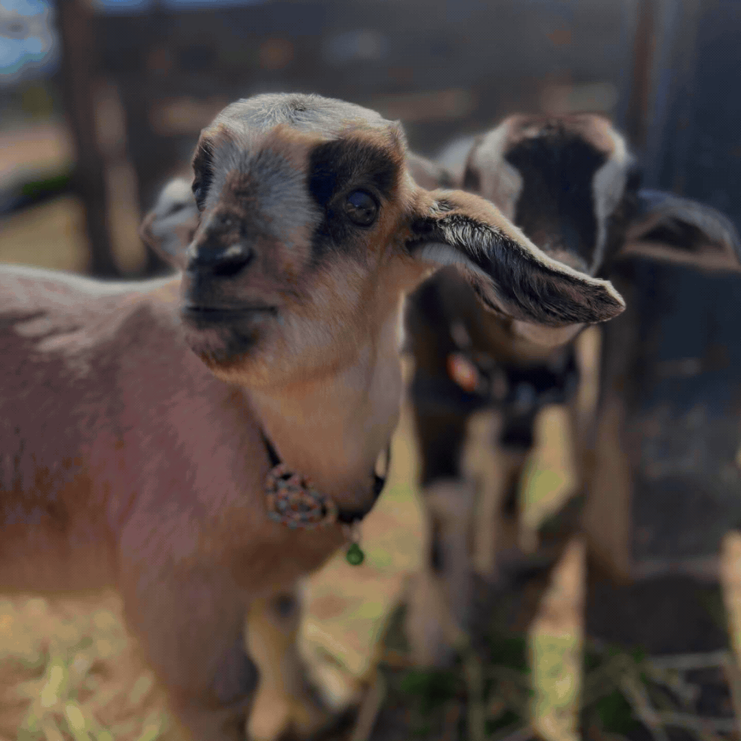 Secuencia en movimiento que muestra a niños y jóvenes interactuando con Emilio el ternero, Jacinta la oveja y los caballos en el entorno natural de la Fundación Equicentro en Colina, septiembre de 2025.