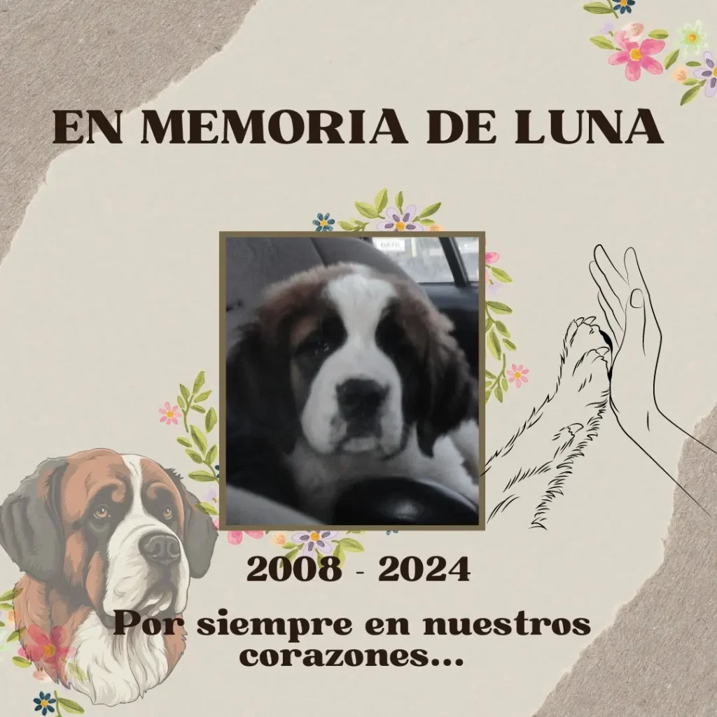 Fotografía homenaje de la perrita San Bernardo Luna, fiel compañera de la Fundación Equicentro desde 2008, recordada en el Fundo Talanquén tras su fallecimiento en marzo de 2024.