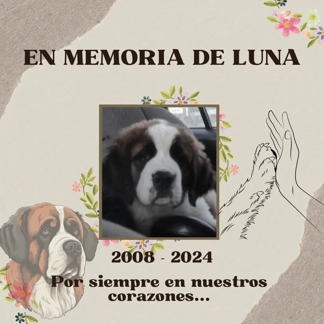Fotografía homenaje de la perrita San Bernardo Luna, fiel compañera de la Fundación Equicentro desde 2008, recordada en el Fundo Talanquén tras su fallecimiento en marzo de 2024.