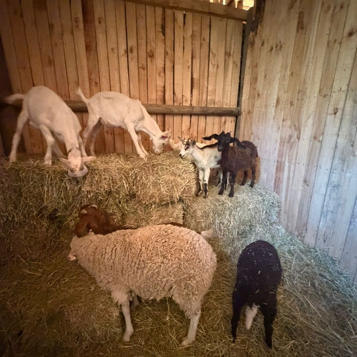 Un chivo adulto mirando fijamente a la cámara en un entorno rural, destacando sus pupilas horizontales y su lenguaje corporal alerta.