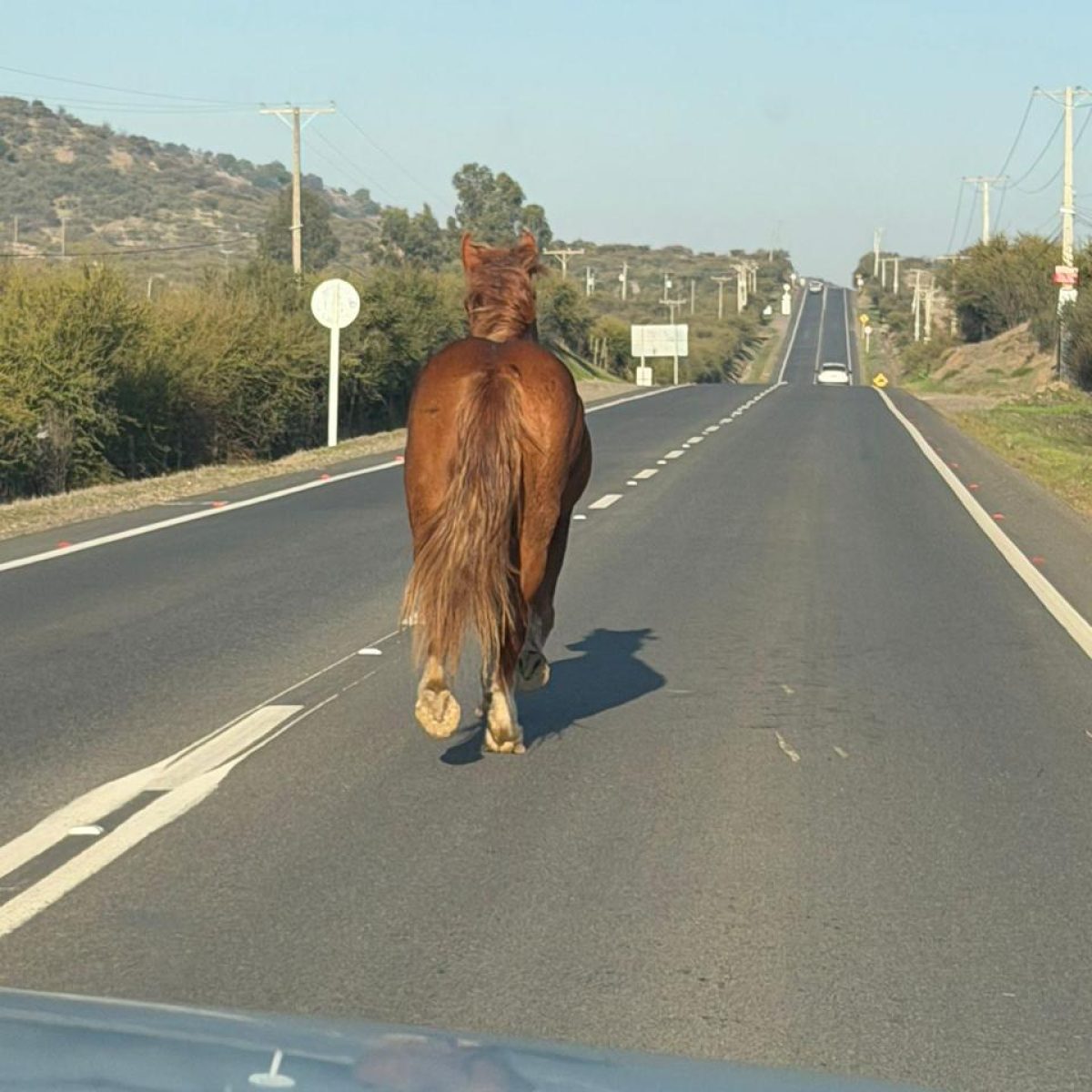 Un caballo marrón suelto caminando asustado por el centro de la calzada asfáltica en la Ruta K-60, con vehículos pasando a alta velocidad y el paisaje rural del Maule de fondo.
