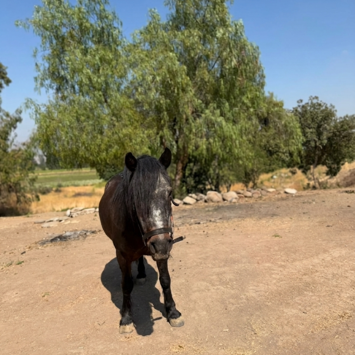 don quijote talanquen