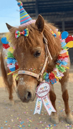 maco_cumpleaños_equicentro