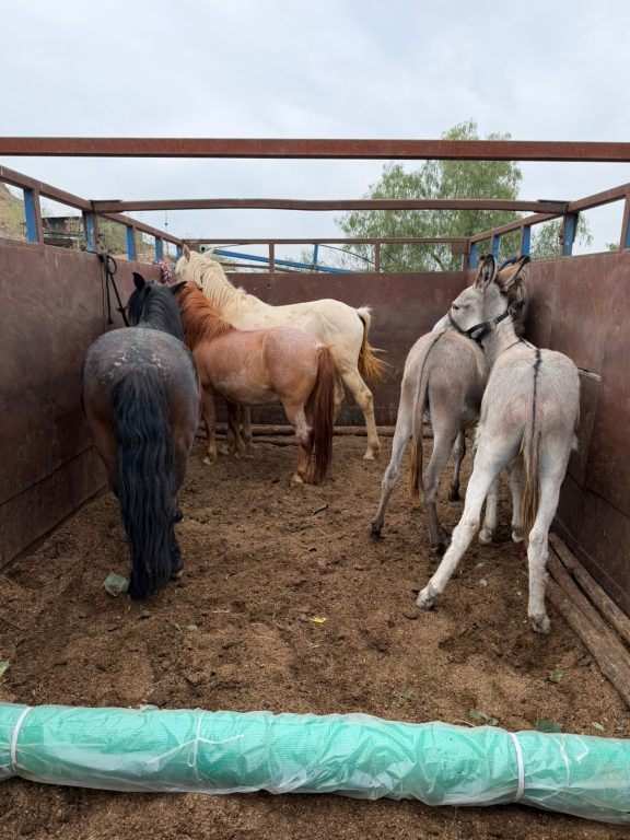 Grupo de ponis y burros de diferentes capas de color, con cabestros puestos, apiñados dentro de la caja de un camión de transporte rural